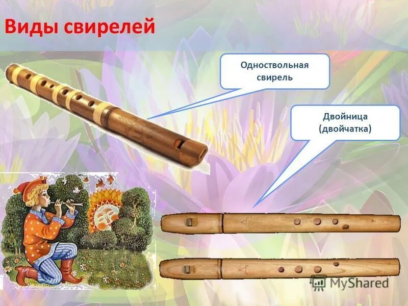 свирель род