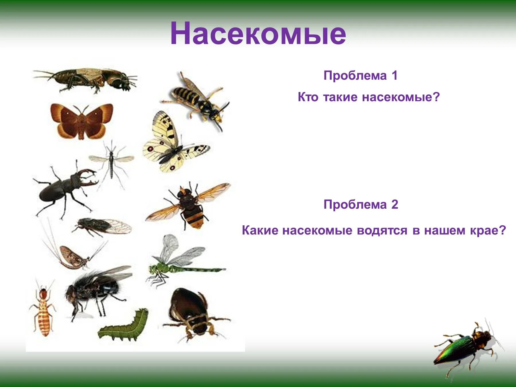 Каких 2 насекомых