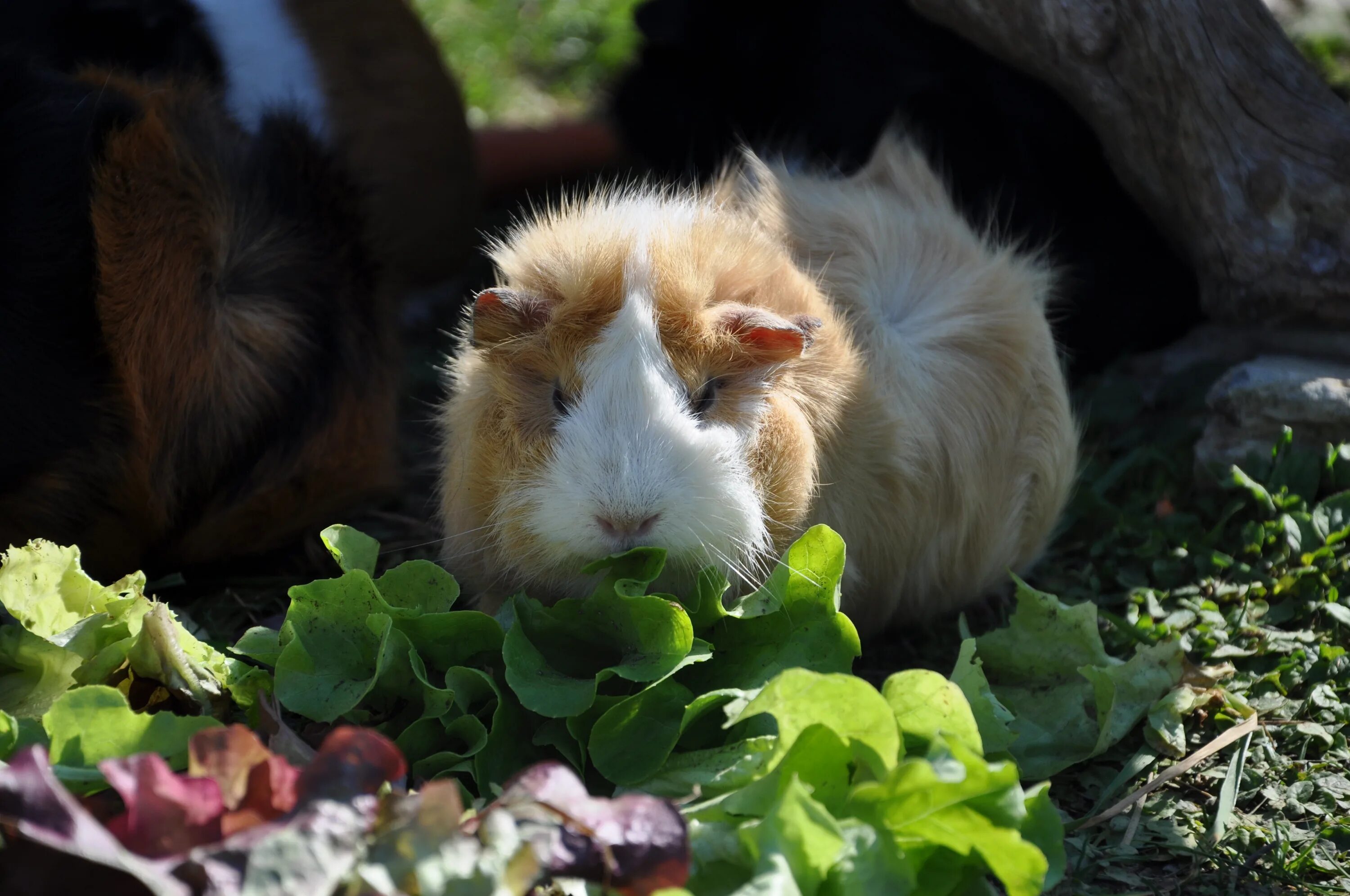 20 crazy facts about guinea pigs