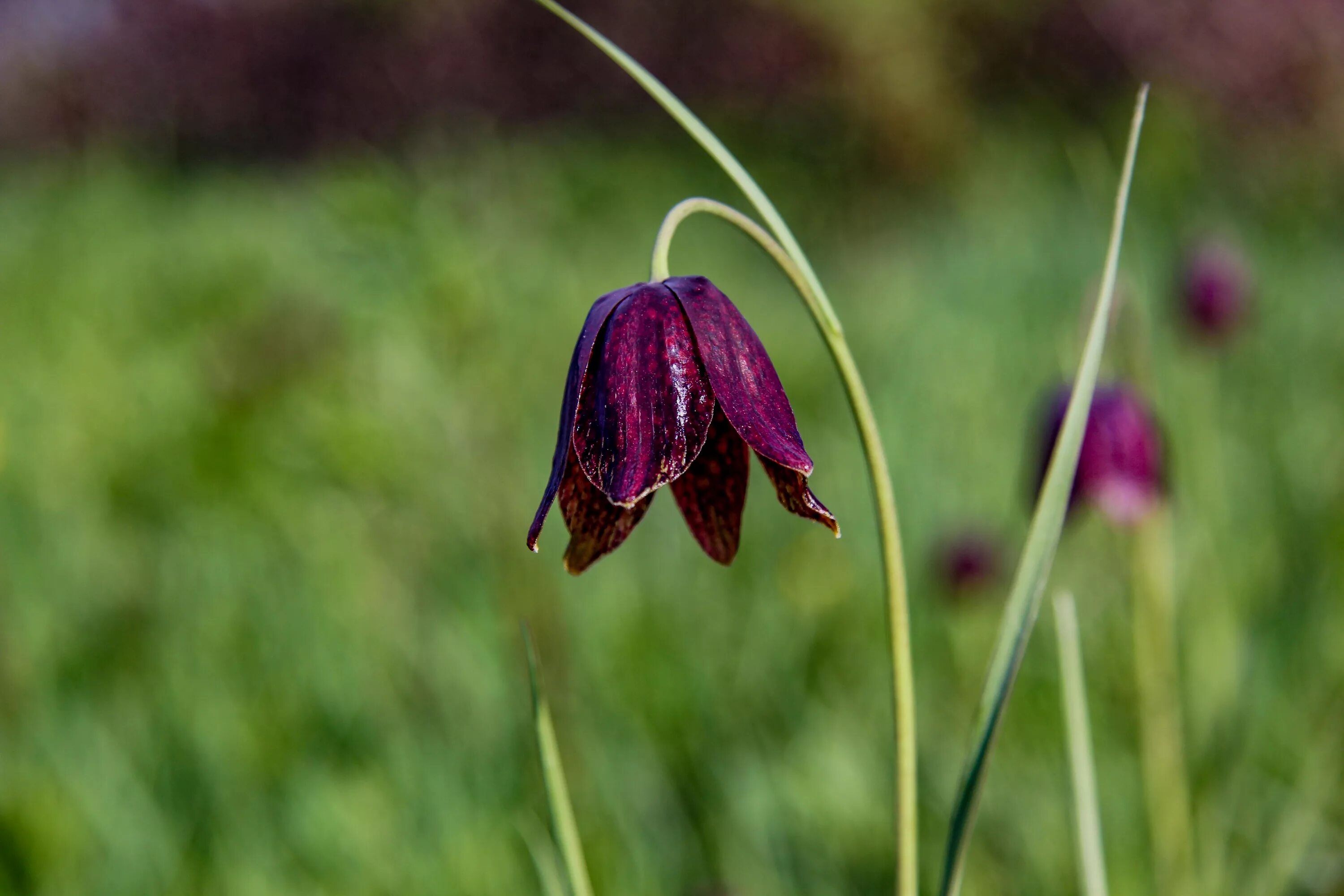 Дикий цветок на русском. Рябчик русский Fritillaria ruthenica. Рябчик русский Fritillaria ruthenica Wikstr.. Колокольчик рябчик. Fritillaria ruthenica.