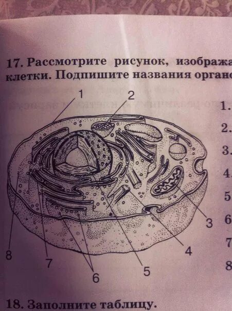 Рассмотри рисунок строения