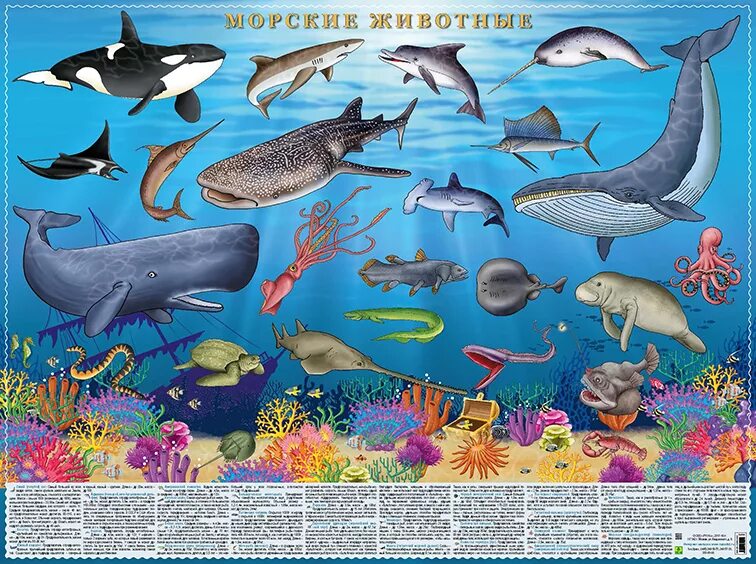 Обитатели океанов для детей. Морские обитатели с названиями для детей. Животные океана для детей. Группы морских животных. Морские животные.