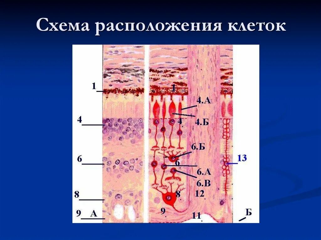 Местоположение клеток. Размещение клетки. Упорядоченное расположение клеток. Дискретное расположение клеток.