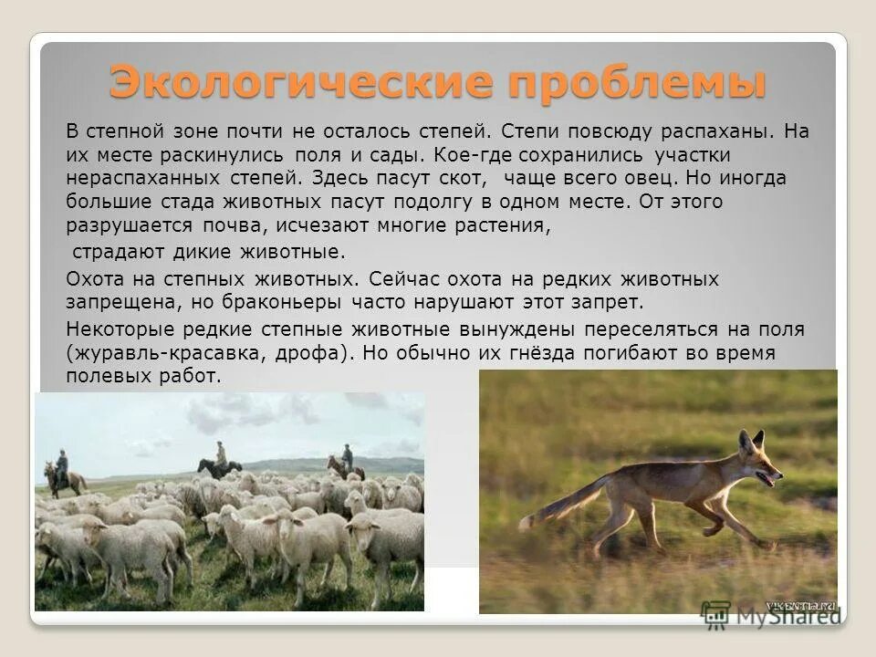 Какие животные в степной зоне. Фотографии птиц сальских степей. Почему гибнут птицы в степи. Степной орел напиток. В степях преобладают.