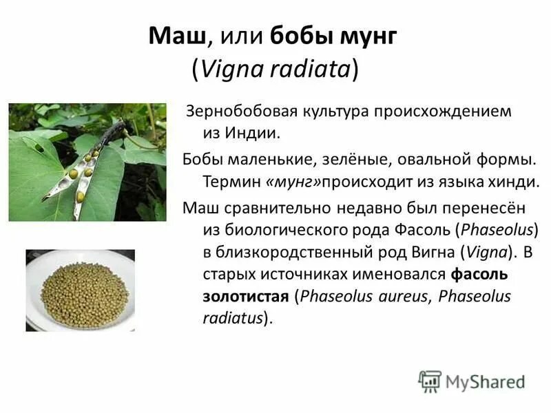 бобовая культура 5. стихи про бобы. бобовая культура 5. бобовая культура 5. бобовая культура 5.