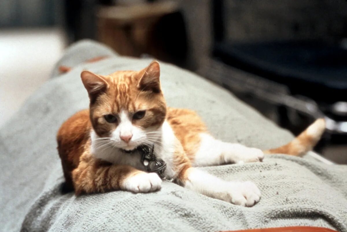 Линда фиорентино люди в черном 2. Кот судья. Капитан марвел кот гуся. Ошейник для кота. Галактика на поясе ориона люди в черном.