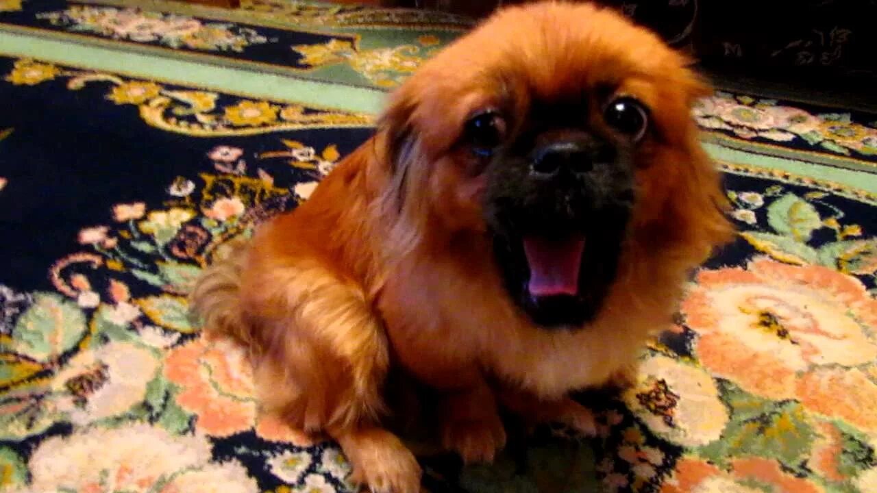 Пекинес чапа. Лай пекинеса. Пекинес каштановый. Тибетский спаниель и пекинес. Пекинес породы собак.