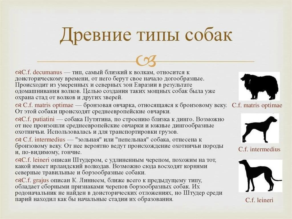 Возникновение древних пород собак. Древние типы собак. Теория происхождения собак. Происхождение домашней собаки.