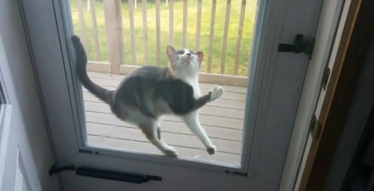 Кот застрял в окне. Кот застрял. Котик застрял. Кот между рамами окна.