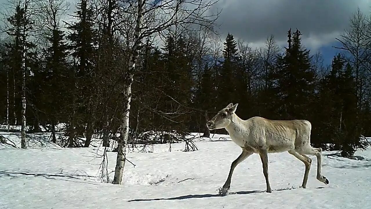 Косуля и оленуха. Оленуха. Олениха. Оленуха в зоопарке. Олениха.