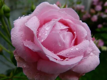 Файл rose