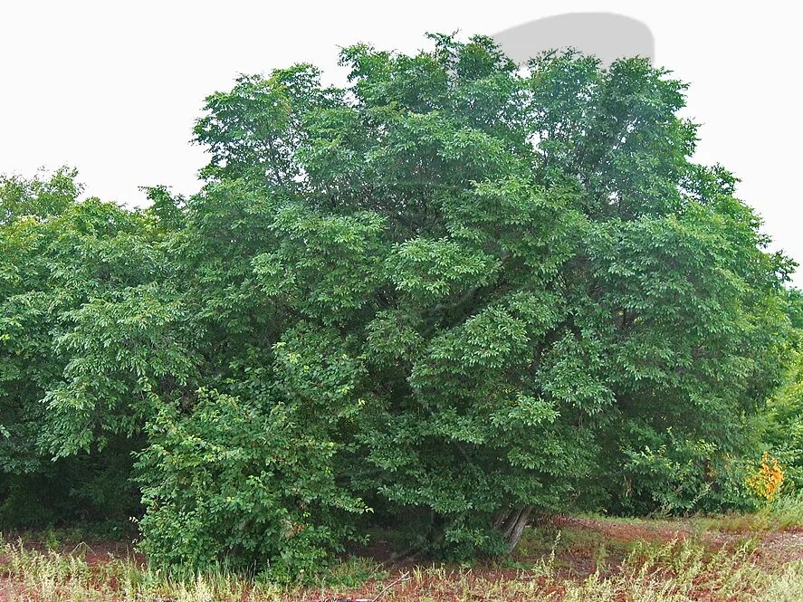 гора зарод забайкальский край. забайкальского края и деревья с названием. реликтовые дубы забайкальский. сосна крылова в забайкальском крае. деревья забайкалья.