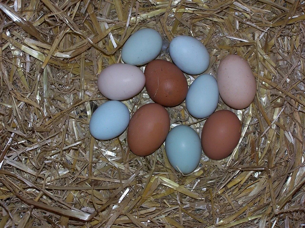 Какие куры лучше для яиц. Амераукана яйца. Амераукана куры яйца. Амераукана куры голубые яйца. Яйца Амераукана розовые.