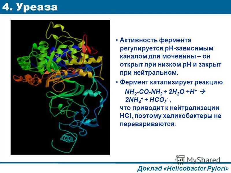 Фермент уреаза