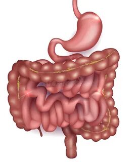 Gastrointestinal