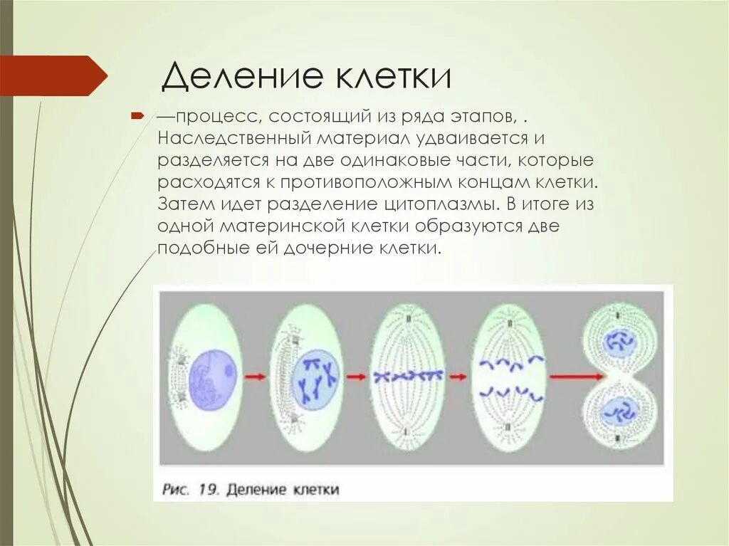 Какое деление клеток характерно человеку. Последовательность деления клетки 5 класс биология. Процесс деления клетки 5 класс. 5 Стадий деления клетки. Схема процесса деления клетки.