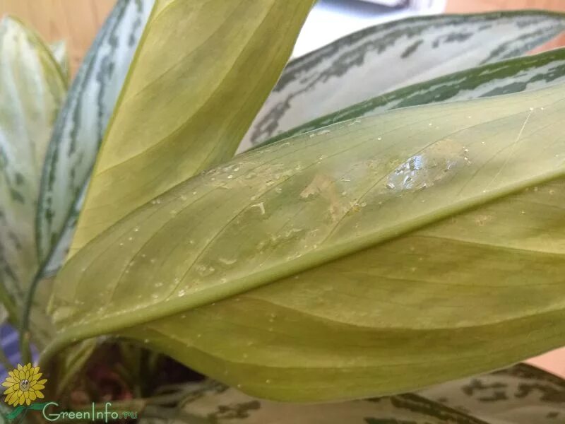 Капли на листьях аглаонемы. На листьях аглаонемы липкие капли что это такое. Аглаонема липкие капли на листьях. Аглаонема липкие капли на листьях. Сциндапсус щитовка.