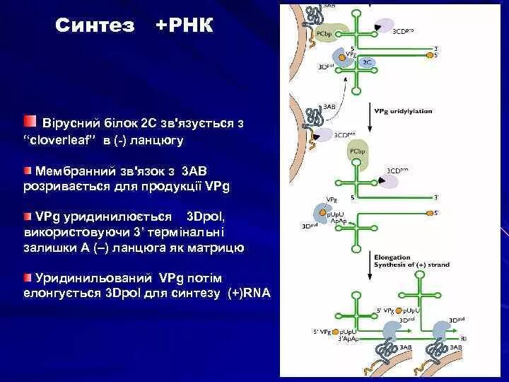 Синтез РНК последовательность. Место синтеза РНК. Процесс синтеза РНК. Днк участвует в биосинтезе рнк