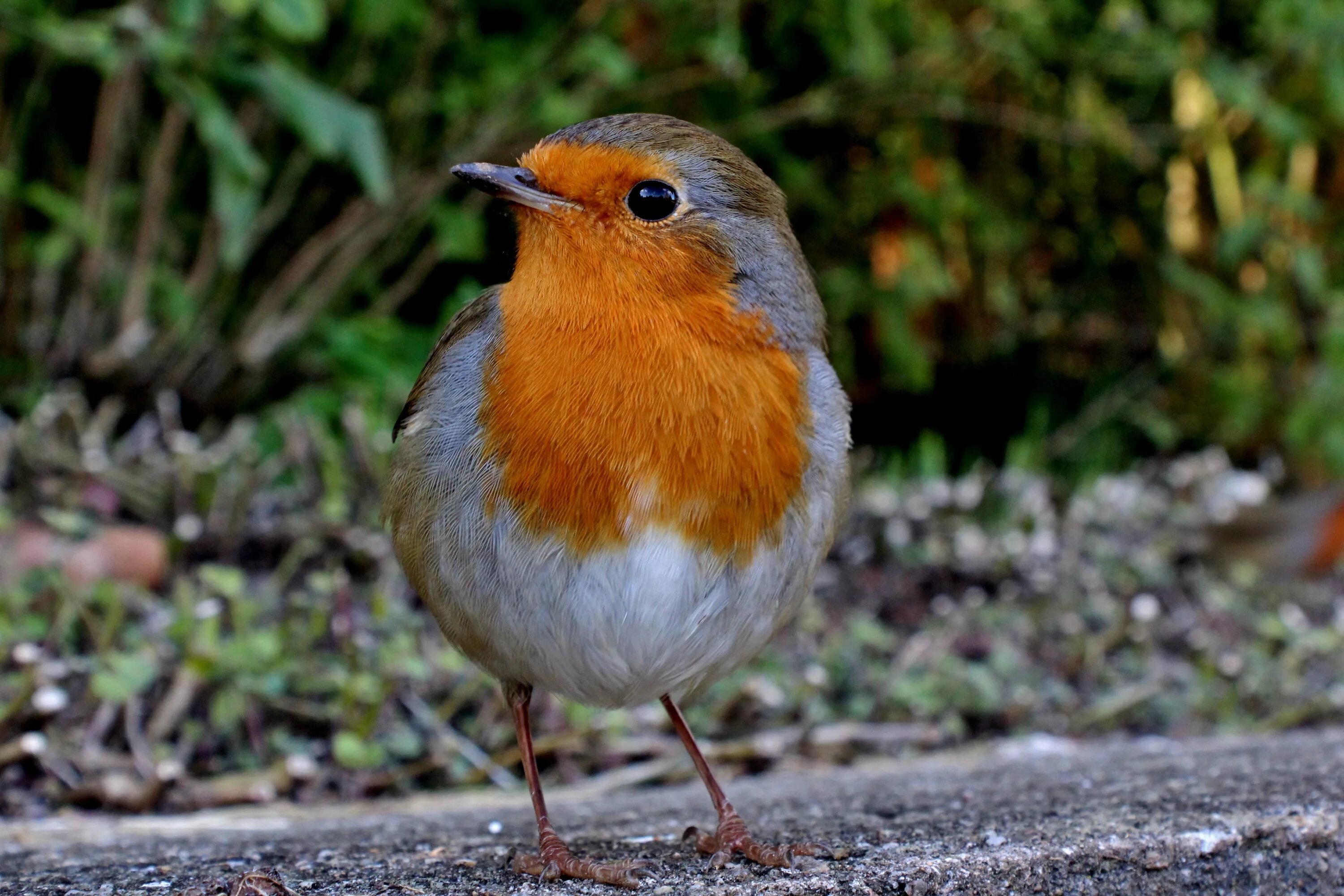Птица маленькая оранжевая. Птица с оранжевой головой. Птичка с оранжевой грудкой. Дрозд с оранжевой грудкой. Маленькая птичка с оранжевой грудкой.