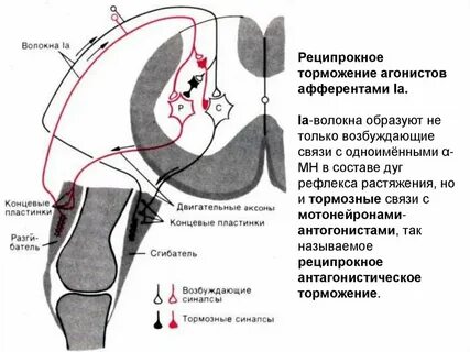 Нервно мышечная концевая пластинка