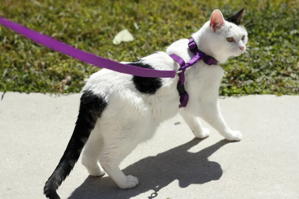 Как приучить кота к улице. Кошачий поводок. поводок для кошек. коты на поводке. кошка на поводке на улице.