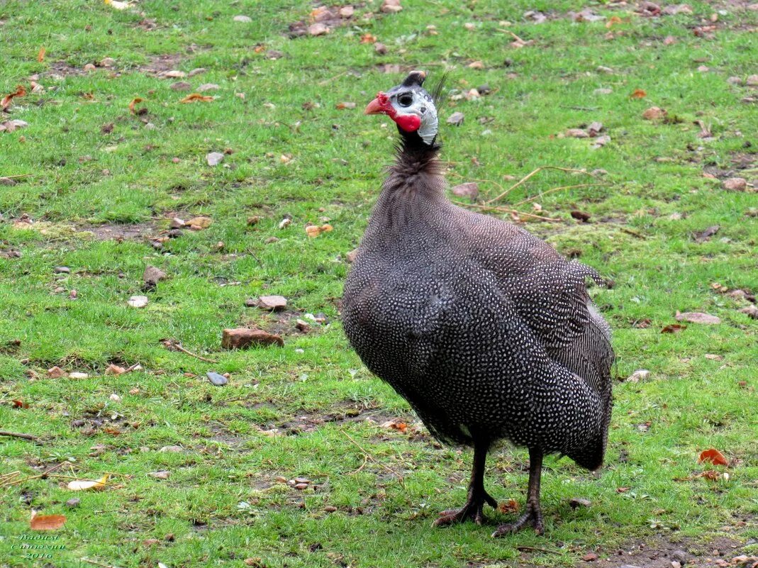 фазан амурский. джек хорнер курозавр. домашняя птица. родич курицы. цесарка и павлин.
