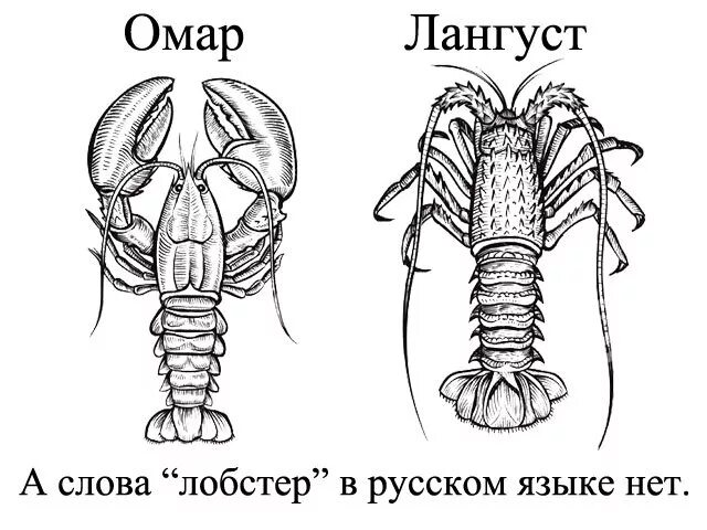 Лангуст лобстер омар разница. Лангуст и лангустин в чем разница. Омар лангуст лангустин. Лобстер омар лангуст отличие. Лангуст и лангустин в чем разница.