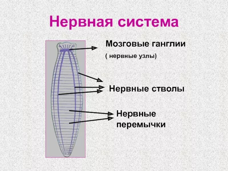 Нервные узлы и нервные стволы. Нервные перемычки. Перемычки в нервной системе. Перемычки ганглиев. Перемычка это в биологии.