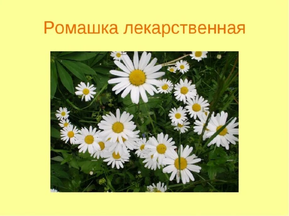 Районы ромашки. Ромашка лекарственное растение. Ромашка лекарственное растение для детей. Слайд с ромашками. Ромашка для презентации.
