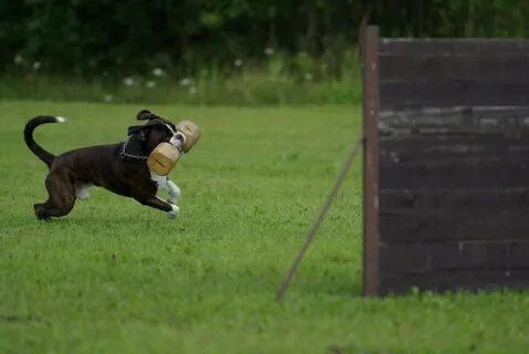 Pet sports
