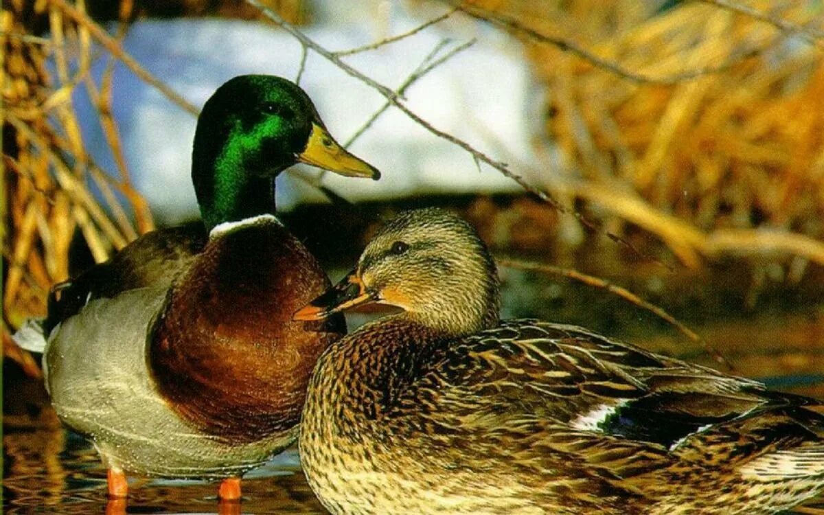 Утка кряква селезень. Кряква самка. Кряква 2. Кряква 2. Кряква 2.