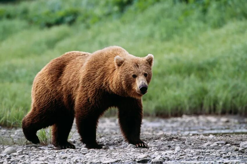 Гризли и бурый медведь. Северная Америка медведь Гризли. Гризли североамериканский бурый медведь. Калифорнийский бурый медведь. Where bears live
