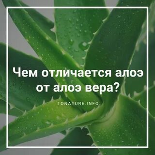 Чем отличается алоэ