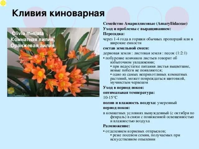 Кливия благородная. Льивия. Кливия плант. Кливия киноварная (clivia miniata). Кливия киноварная (clivia miniata).