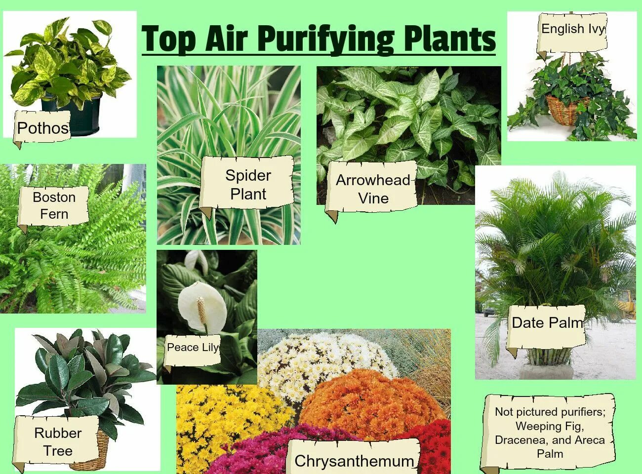 Air Purifying Plants. Растения на английском. Plant clean Air. Air Cleaning Plants. Plants english