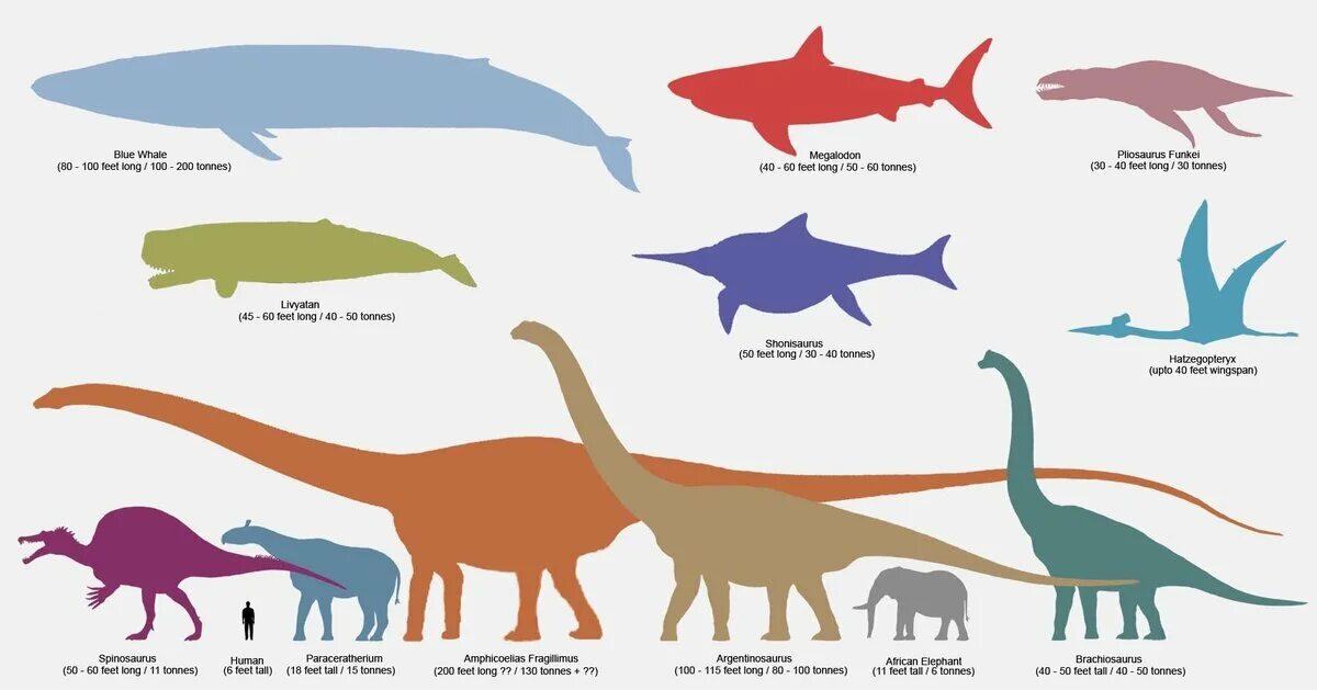 Сравнение динозавров. Брахиозавр и Тираннозавр. Зауропод амфицелий. Брахиозавр и Тиранозавр сравнение размеров. Сравнительные Размеры динозавров.