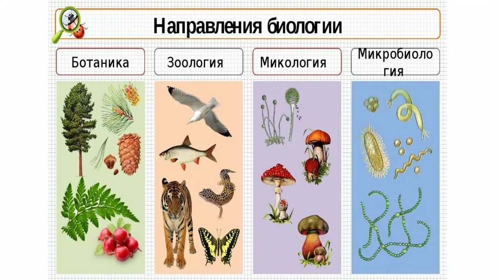 Рисунки царств живой природы. Царства живой природы. Царства живой природы схема. Царства в биологии. Царства живой природы 2 класс схема.