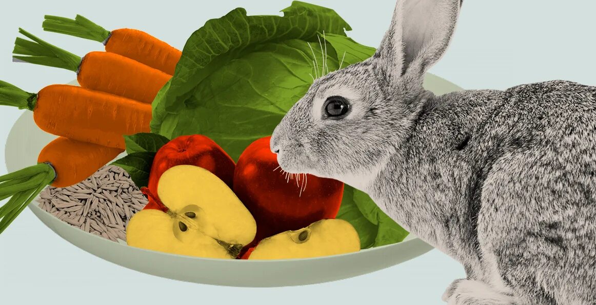 Про зайчишку и овощи. Еда для кроликов. Кролик с овощами. Еда для зайчика. Кролик кушает.