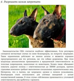 Запрещенные виды собак