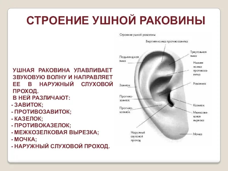 Что такое ушная раковина. Структура ушной раковины человека схема. Строение раковины уха человека. Внешнее строение ушной раковины. Противозавиток ушной раковины анатомия.