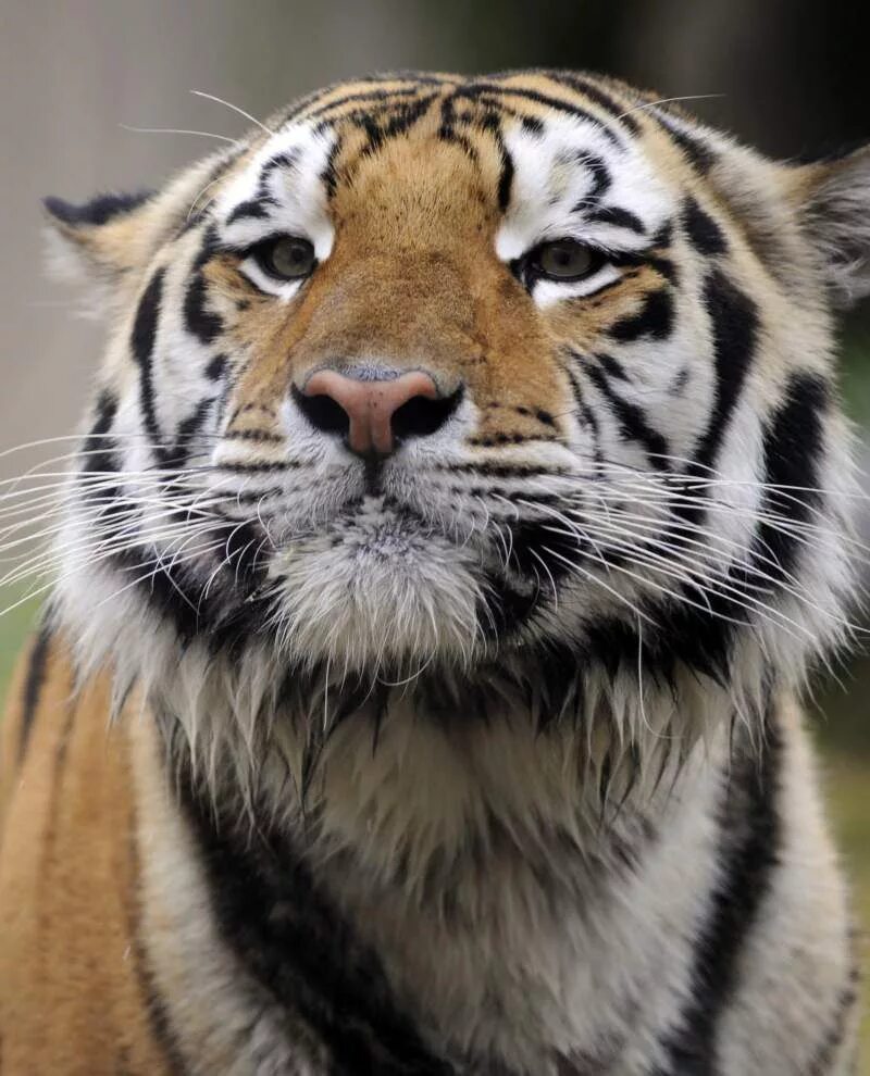 Тигр видео. Тигр видео. Бенгальский тигр. Тигр видео. Милый тигр.