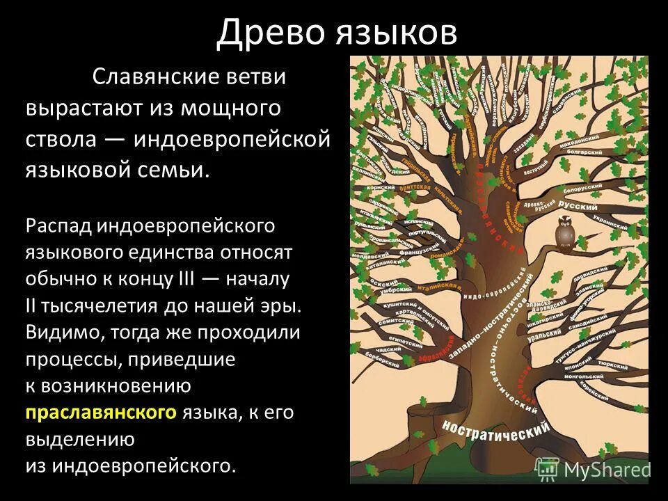славянская ветвь индоевропейской языковой семьи. индоевропейская семья древо. генеалогическая классификация индоевропейских языков дерево. индоевропейская семья древо. славянская ветвь индоевропейской языковой семьи.