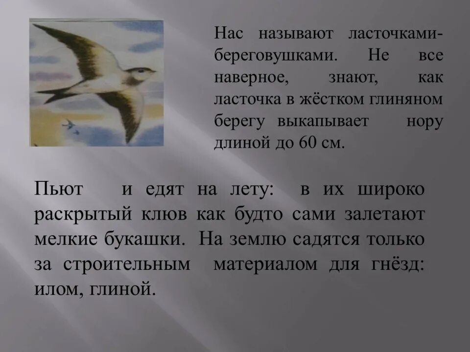 Как называлась ласточка раньше