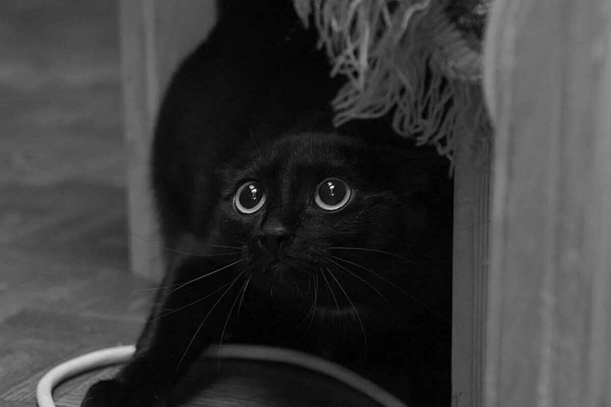 Чёрный кот. Испуганная черная кошка. Испуганный черный котенок. Черный кот удивлен.