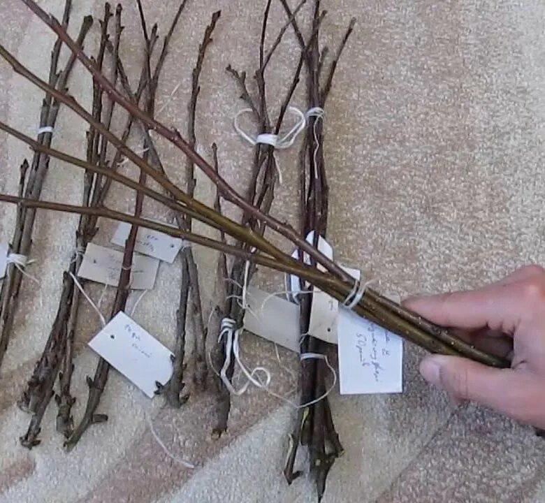 прививка в расщеп плодовых деревьев весной. какой черенок брать. прививка яблони улучшенной копулировкой. прививка яблони в расщеп. какой черенок брать.