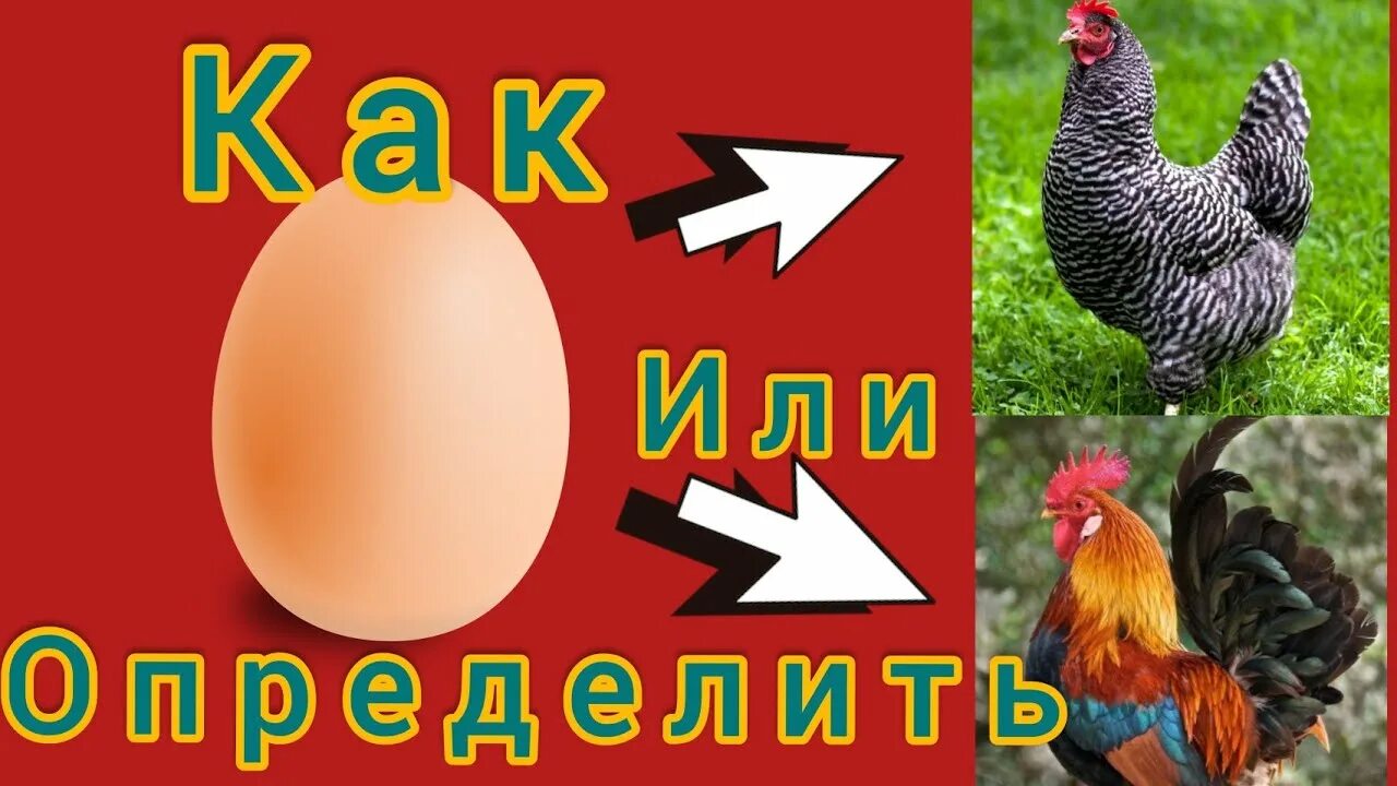 Как распознать куриный