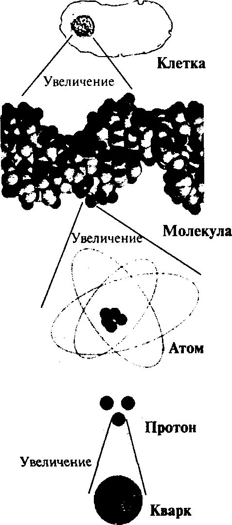 Клетка молекула атом. Клетка молекула атом кварк. Атом клетки человека. Размеры клетки и атома.