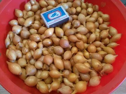 Лук севок чувашия