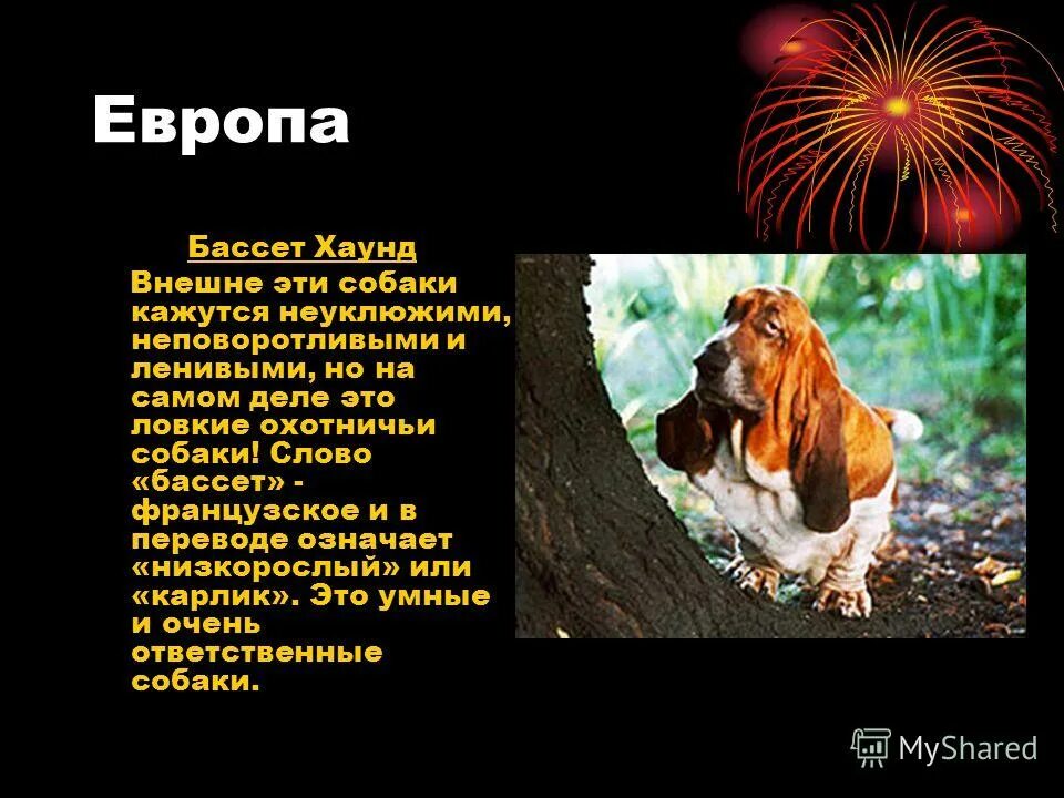 Текст про собаку огэ. Бассет хаунд. Бассет порода собак презентация. Дикие и домашние собаки. Дикий пес текст.