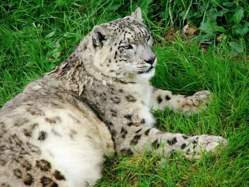 Ирбис 5. Снежный барс uncia uncia. - снежный барс (panthera uncia. снежный барс (ирбис, снежный леопард). ирбис (снежный барс) uncia uncia.